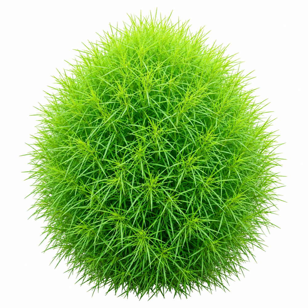 Kochia Green Bassia scoparia Summer Cypress with dense bright-green fine foliage and rounded bushy growth – summer ornamental seeds for borders pots and grow bags in Pakistan