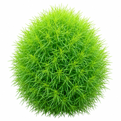Kochia Green Bassia scoparia Summer Cypress with dense bright-green fine foliage and rounded bushy growth – summer ornamental seeds for borders pots and grow bags in Pakistan