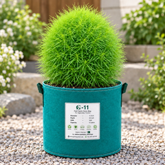 Kochia Green Bassia scoparia Summer Cypress with dense bright-green fine foliage and rounded bushy growth – summer ornamental seeds for borders pots and grow bags in Pakistan
