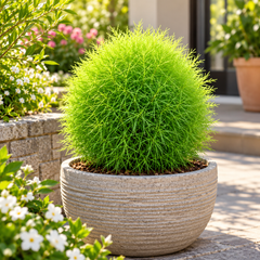 Kochia Green Bassia scoparia Summer Cypress with dense bright-green fine foliage and rounded bushy growth – summer ornamental seeds for borders pots and grow bags in Pakistan