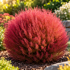 Kochia Red Bassia scoparia Summer Cypress with dense fine foliage changing from green to red and crimson – summer ornamental seeds for borders hedges pots and grow bags in Pakistan