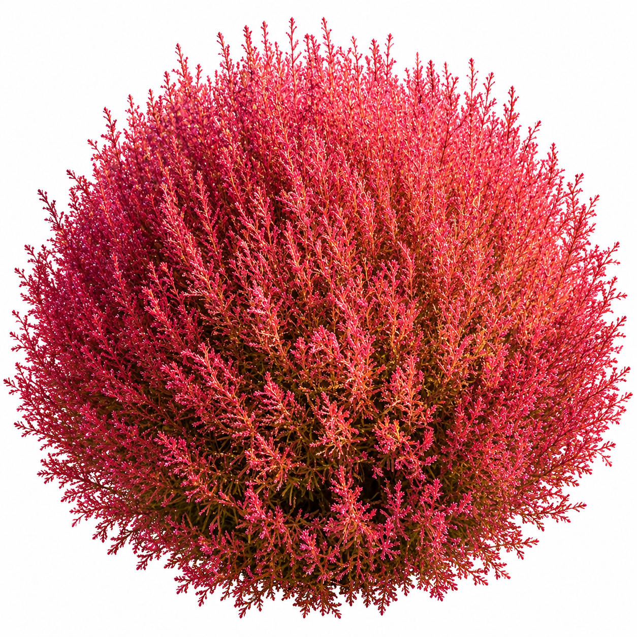 Kochia Red Bassia scoparia Summer Cypress with dense fine foliage changing from green to red and crimson – summer ornamental seeds for borders hedges pots and grow bags in Pakistan