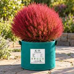 Kochia Red Bassia scoparia Summer Cypress with dense fine foliage changing from green to red and crimson – summer ornamental seeds for borders hedges pots and grow bags in Pakistan