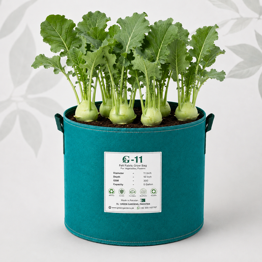 Fresh green Kohlrabi Ganth Gobi with crisp swollen stems and healthy leaves – vegetable seeds for home gardening in Pakistan