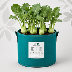 Fresh green Kohlrabi Ganth Gobi with crisp swollen stems and healthy leaves – vegetable seeds for home gardening in Pakistan