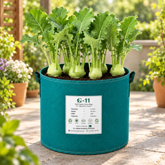 Kohlrabi Seeds- Ganth Gobi | WINTER / SUMMER