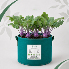 Fresh Purple Kohlrabi Ganth Gobi with violet swollen stems and healthy green leaves – vegetable seeds for home gardening in Pakistan
