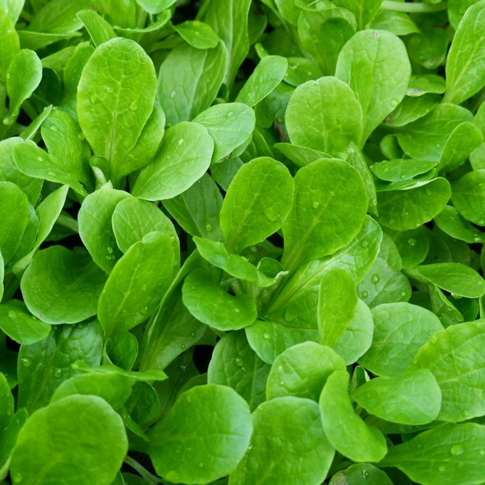 Lamb's Lettuce Seeds