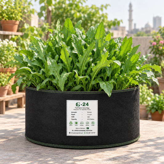 Healthy Lahori Palak plants with tender deeply cut green leaves – winter leafy vegetable seeds for home gardening in Pakistan