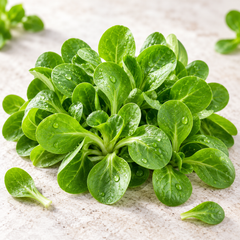 Fresh green Lamb's Lettuce rosettes with soft spoon-shaped leaves – Corn Salad Mâche seeds for winter and home gardening in Pakistan