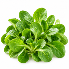 Fresh green Lamb's Lettuce rosettes with soft spoon-shaped leaves – Corn Salad Mâche seeds for winter and home gardening in Pakistan