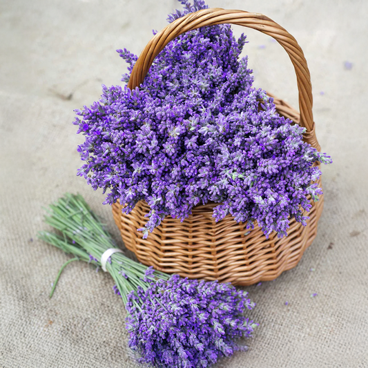 Lavender Seeds (WINTER)