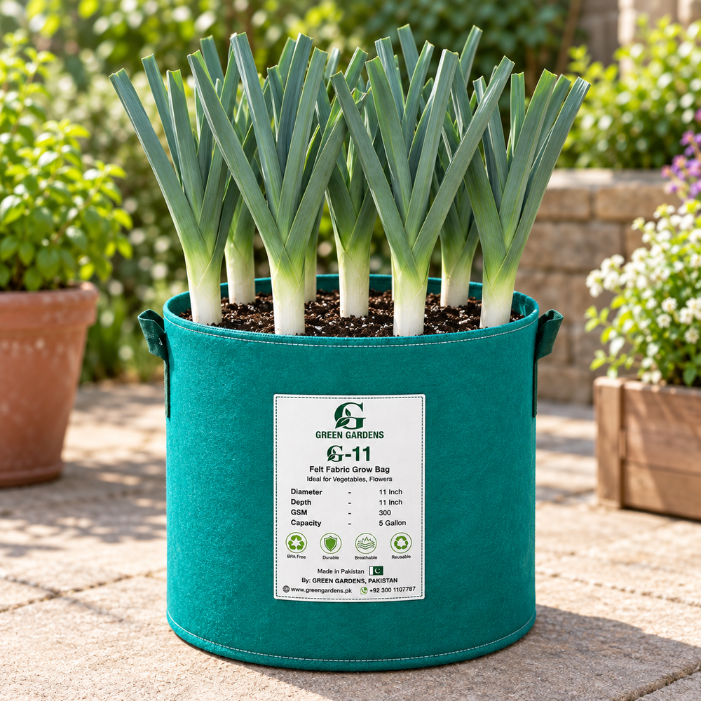 Fresh mature leeks with long white stems and upright blue-green leaves – Leek seeds for winter and home gardening in Pakistan