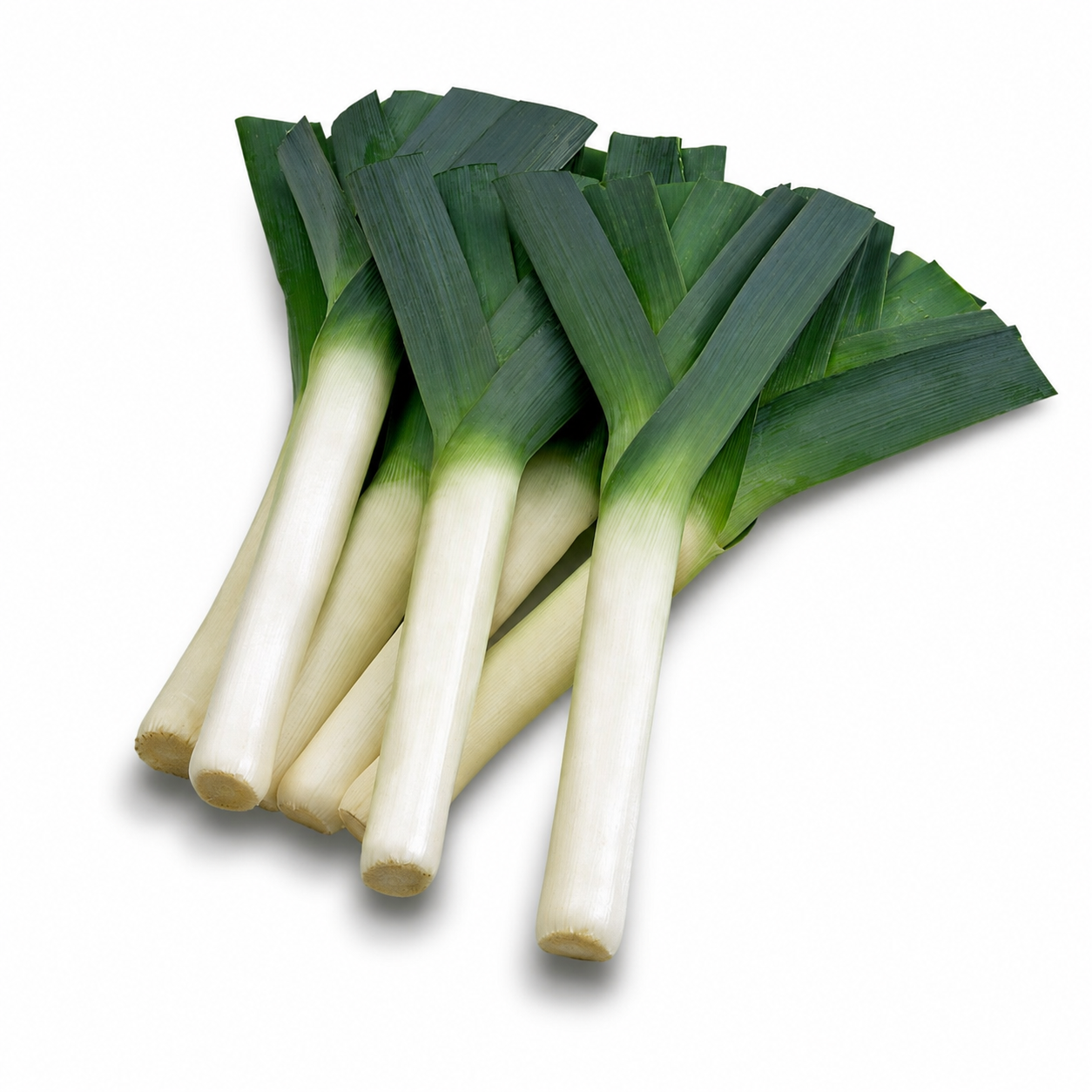 Leek Seeds for Home Gardening in Pakistan | سبز پیاز (WINTER)