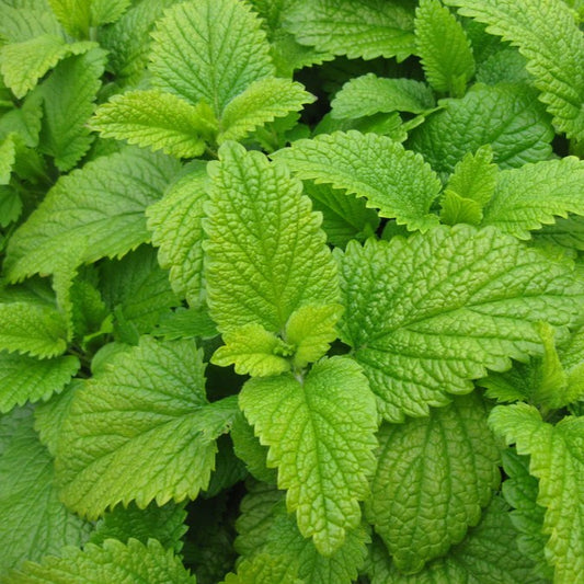 Lemon Balm Seeds  لیمن بام