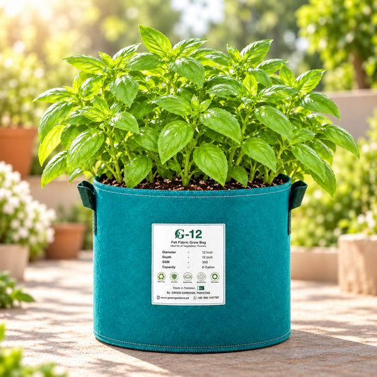 Lemon Basil Ocimum africanum plant with fresh tender green leaves and aromatic citrus-scented foliage growing in a bushy herb plant – culinary herb seeds for kitchen gardens pots and grow bags Pakistan