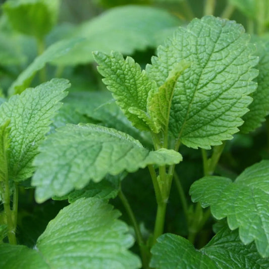 Lemon Balm Seeds  لیمن بام