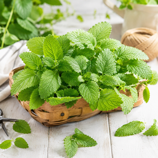 Lemon Balm Seeds  لیمن بام