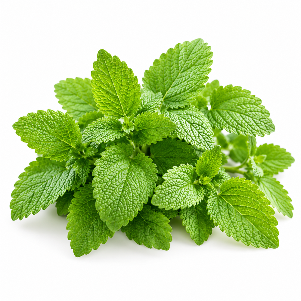 Fresh green Lemon Balm plant with aromatic textured leaves – Melissa officinalis herb seeds for tea and home gardening in Pakistan