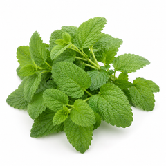 Lemon Balm Seeds  لیمن بام