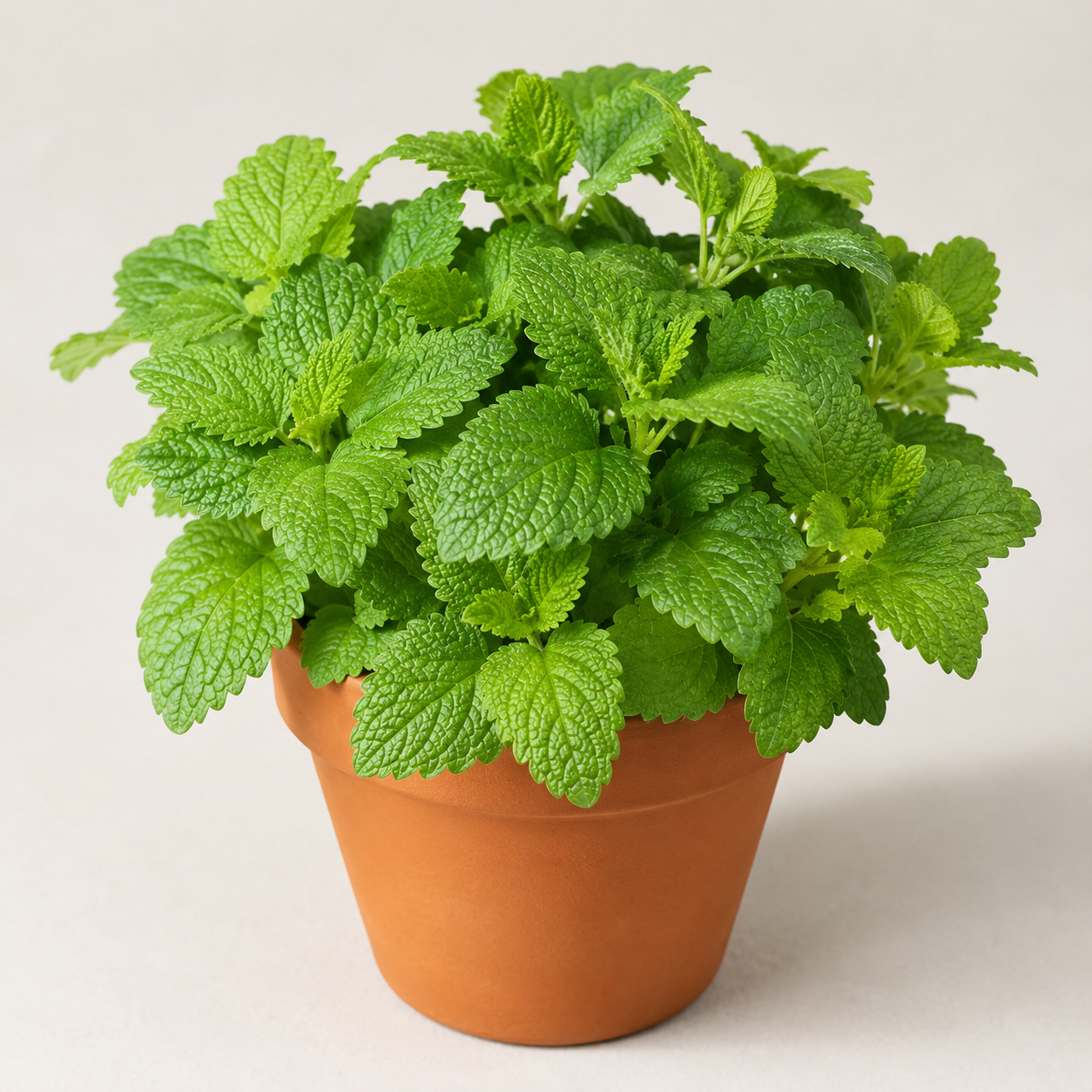 Lemon Balm Seeds  لیمن بام