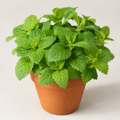 Lemon Balm Seeds  لیمن بام