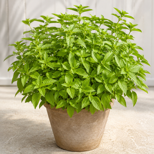 Lemon Basil Seeds (WINTER/ SUMMER)