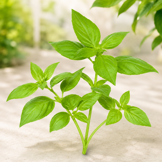 Lemon Basil Seeds (WINTER/ SUMMER)