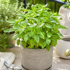 Lemon Basil Seeds (WINTER/ SUMMER)
