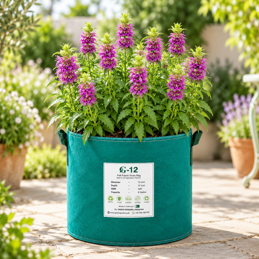 Purple flowering Lemon Mint Monarda citriodora with aromatic foliage – Lemon Bee Balm seeds for tea and pollinator gardening in Pakistan