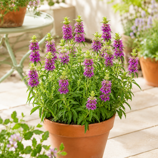 Lemon Mint Seeds