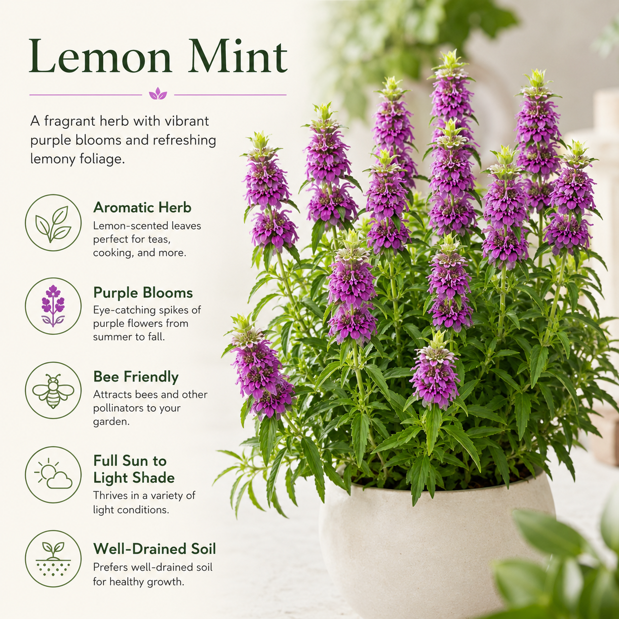Lemon Mint Seeds