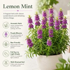 Lemon Mint Seeds