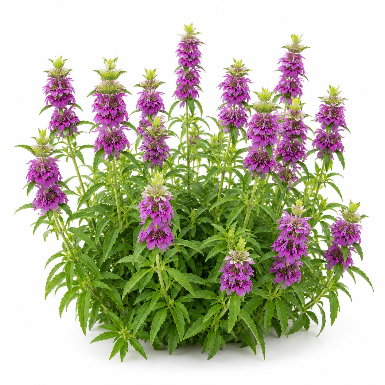 Lemon Mint Seeds