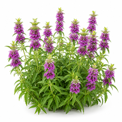 Lemon Mint Seeds