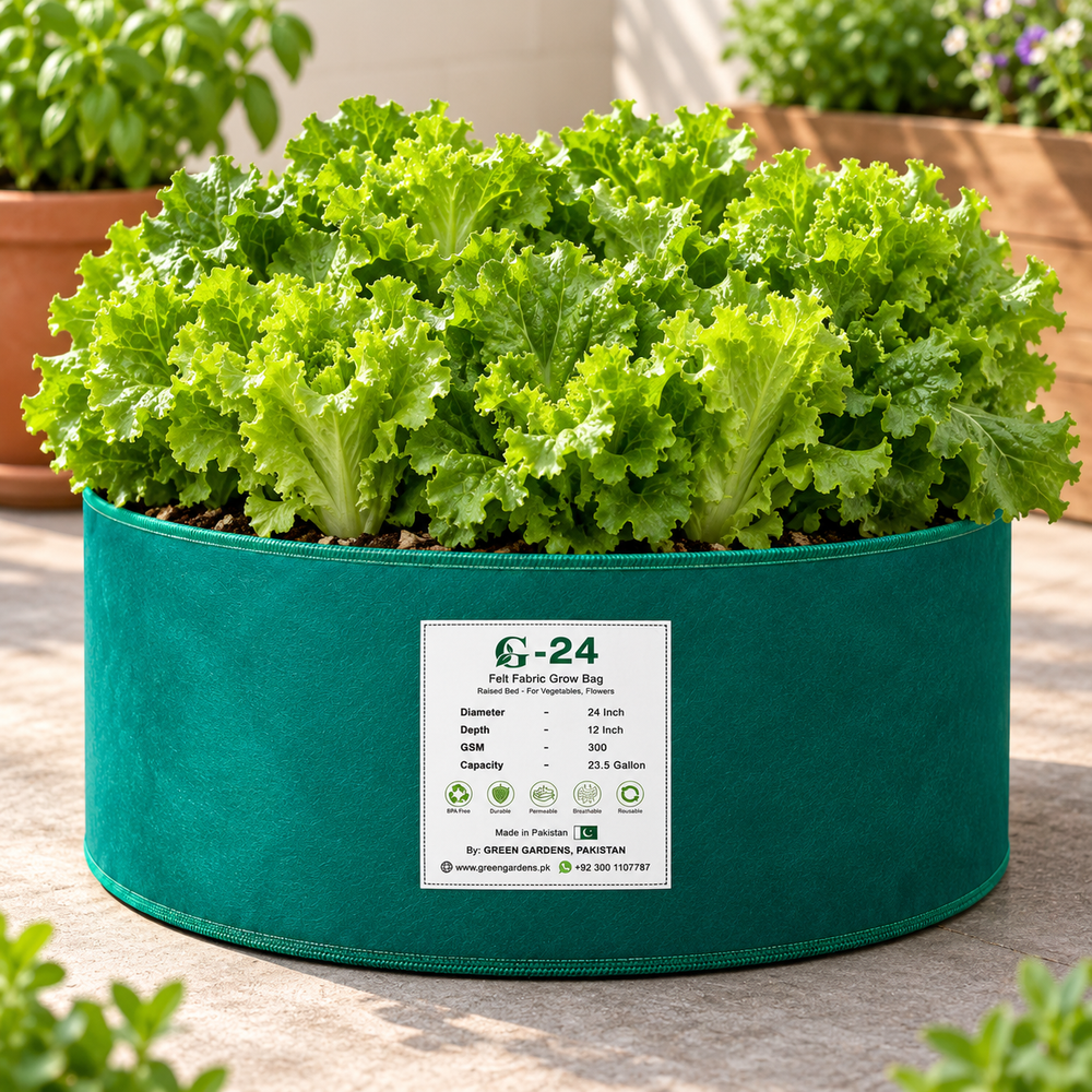 Fresh green lettuce plants with crisp tender leaves – Green Lettuce seeds for winter salads and home gardening in Pakistan