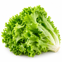 Fresh green lettuce plants with crisp tender leaves – Green Lettuce seeds for winter salads and home gardening in Pakistan