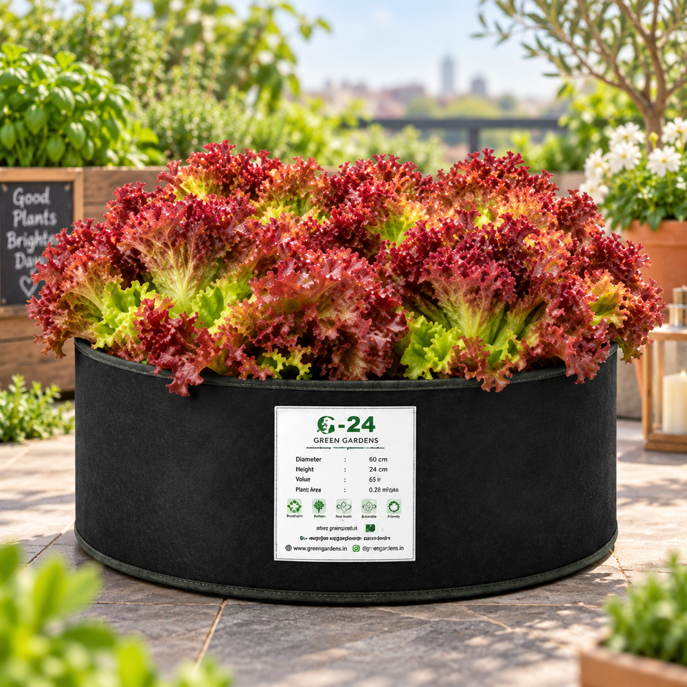 Red Fire Lettuce with frilled red and green leaves – colourful red leaf lettuce seeds for winter salads and home gardening in Pakistan