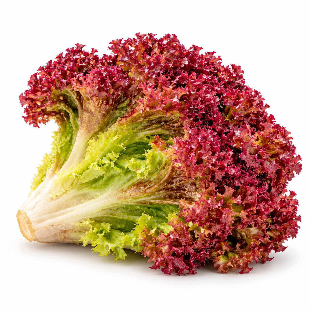 Red Fire Lettuce with frilled red and green leaves – colourful red leaf lettuce seeds for winter salads and home gardening in Pakistan