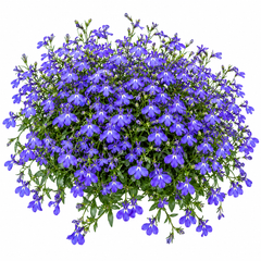 Lobelia Crystal Palace Lobelia erinus with compact deep blue flowers and dark foliage – winter flower seeds for pots beds borders edging and grow bags in Pakistan