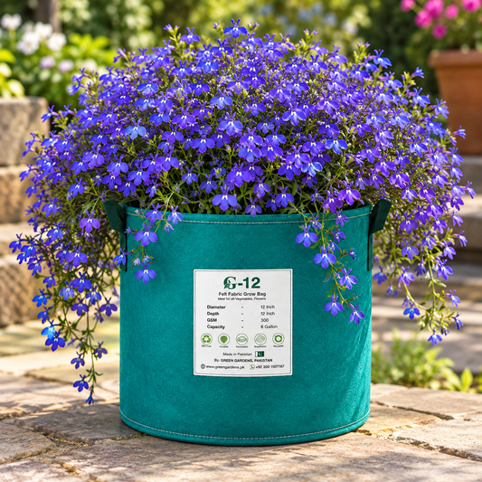Lobelia Crystal Palace Lobelia erinus with compact deep blue flowers and dark foliage – winter flower seeds for pots beds borders edging and grow bags in Pakistan