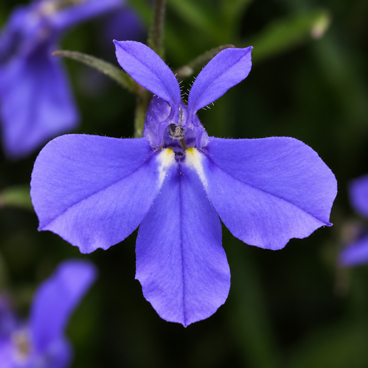 Lobelia Crystal Palace Lobelia erinus with compact deep blue flowers and dark foliage – winter flower seeds for pots beds borders edging and grow bags in Pakistan
