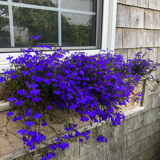 Lobelia_Crystal_Palace1_GREEN GARDENS