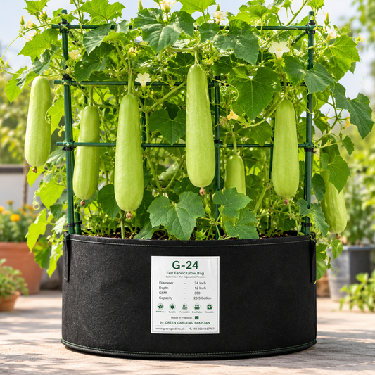 Long Bottle Gourd Loki F1 Hybrid with elongated smooth light-green tender fruits hanging from healthy climbing vines – summer vegetable seeds for kitchen gardens trellises and grow bags Pakistan
