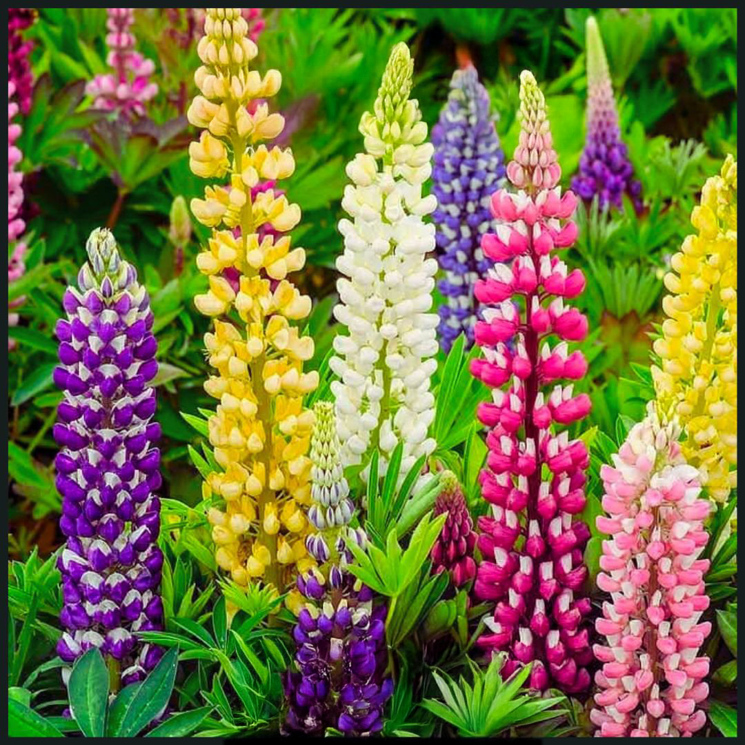 Lupins Seeds -Mix