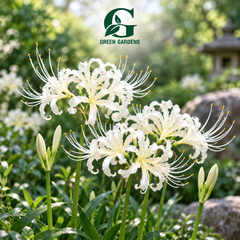 White Spider Lily (Lycoris albiflora) with elegant creamy-white spider-like flowers and long curved stamens – GREEN GARDENS