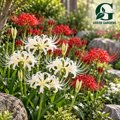 White Spider Lily (Lycoris albiflora) with elegant creamy-white spider-like flowers and long curved stamens – GREEN GARDENS