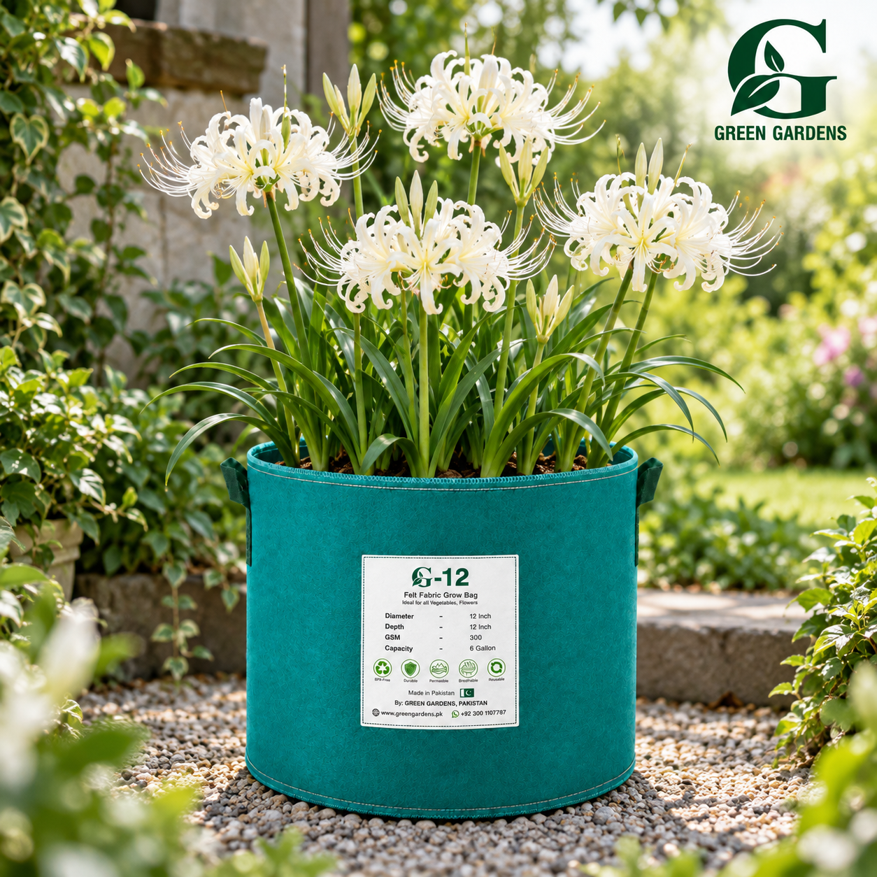 White Spider Lily (Lycoris albiflora) with elegant creamy-white spider-like flowers and long curved stamens – GREEN GARDENS