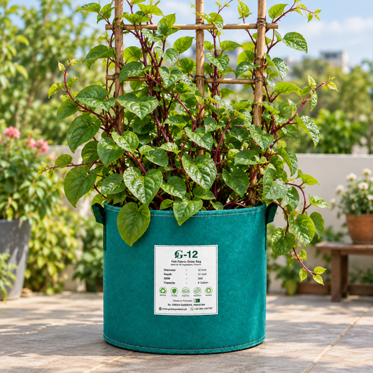 Malabar Spinach Red climbing vine with glossy green leaves and red-purple stems for kitchen gardening in Pakistan