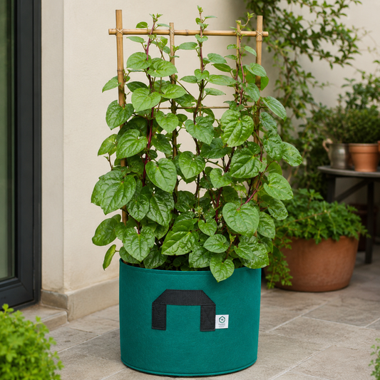 Malabar Spinach Red Seeds | Heat-Tolerant Climbing Leafy Vegetable (WINTER/SUMMER)